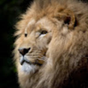 Meet your Posher, Marlon